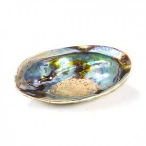 Smudge schelp Abalone, Haliotis Iris, regenboog (Paua)